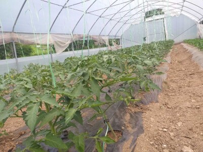 Junad i koke nosilice omogućavaju kvalitetno gnojivo i prihranu za naše povrće