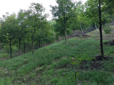 Ekološki nasadi oraha