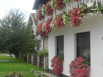 Đurđica obožava cvijeće