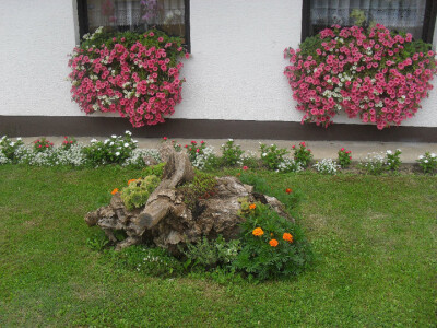 Cvijeće pred kućom, cvijeće na slikama