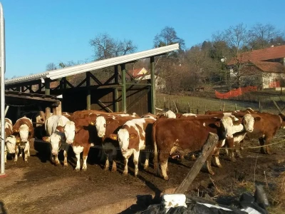 OPG Vlado Jurkas