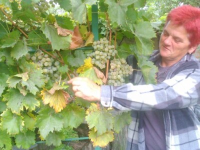 Đurđica uz brajdu vinove loze