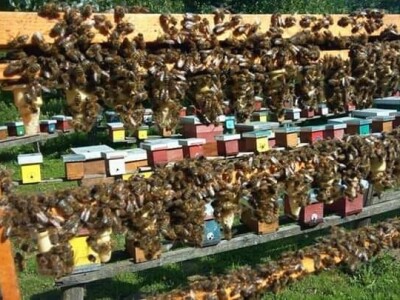 Jusuf Petrović: „Pri proizvodnji matica koristim voštane čahure“