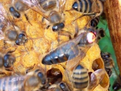 Jusuf Petrović: „Pri proizvodnji matica koristim voštane čahure“