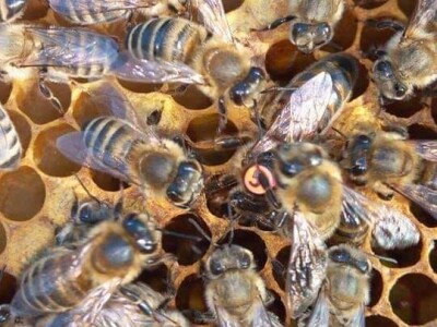 Jusuf Petrović: „Pri proizvodnji matica koristim voštane čahure“