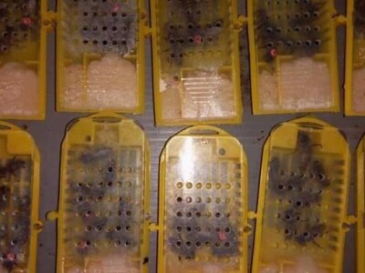 Jusuf Petrović: „Pri proizvodnji matica koristim voštane čahure“