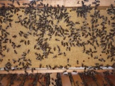 Jusuf Petrović: „Pri proizvodnji matica koristim voštane čahure“