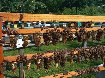 Jusuf Petrović: „Pri proizvodnji matica koristim voštane čahure“