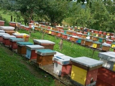 Jusuf Petrović: „Pri proizvodnji matica koristim voštane čahure“