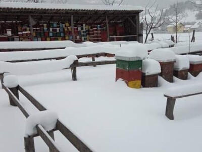 Jusuf Petrović: „Pri proizvodnji matica koristim voštane čahure“