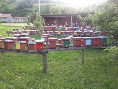 Jusuf Petrović: „Pri proizvodnji matica koristim voštane čahure“