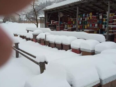 Jusuf Petrović: „Pri proizvodnji matica koristim voštane čahure“