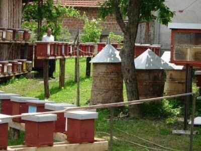 Jusuf Petrović: „Pri proizvodnji matica koristim voštane čahure“