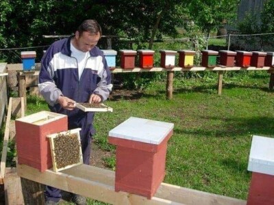 Jusuf Petrović: „Pri proizvodnji matica koristim voštane čahure“