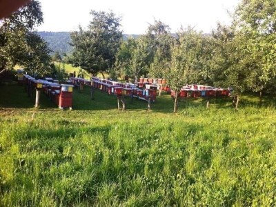 Jusuf Petrović: „Pri proizvodnji matica koristim voštane čahure“