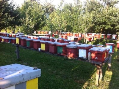 Jusuf Petrović: „Pri proizvodnji matica koristim voštane čahure“