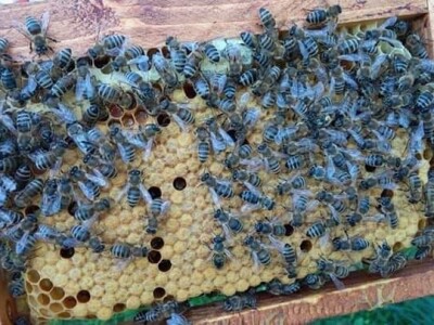 Jusuf Petrović: „Pri proizvodnji matica koristim voštane čahure“