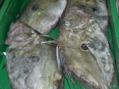 Jutarnja šetnja kroz zadarsku peskariju