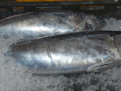 Jutarnja šetnja kroz zadarsku peskariju