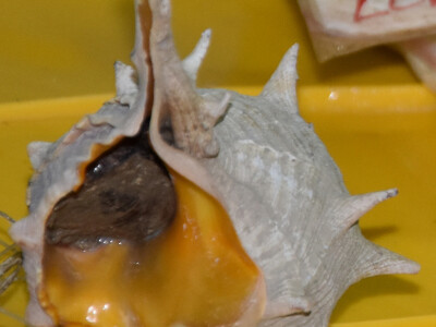 Jutarnja šetnja kroz zadarsku peskariju