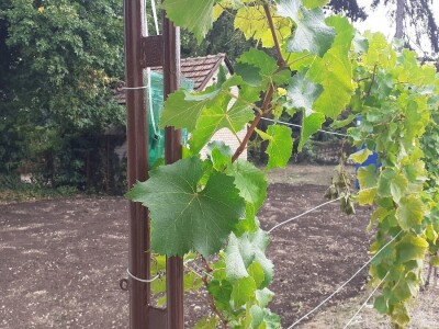 Jutro na Agronomskom