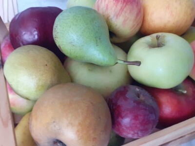 Jutro na Agronomskom