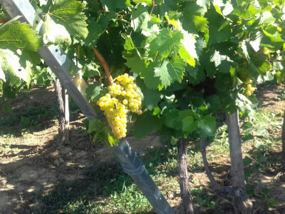 Autohtona sorta Kleščec