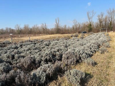 Kad je korov prijatelj, a srna kosilica