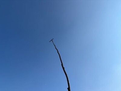 Kad je korov prijatelj, a srna kosilica