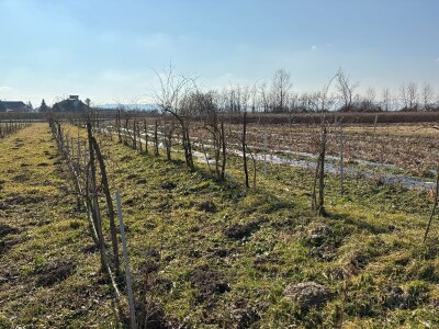 Kad je korov prijatelj, a srna kosilica