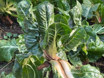 Kad je korov prijatelj, a srna kosilica