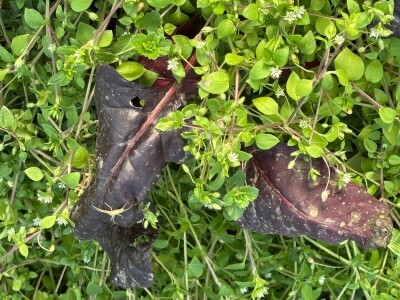 Kad je korov prijatelj, a srna kosilica