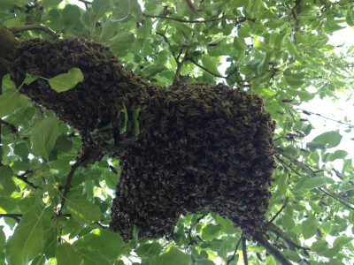 Kad roj pobjegne Kad roj pobjegne