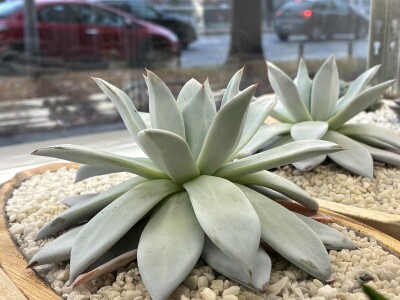 Kad sukulenti cvjetaju?