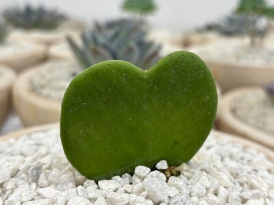 Kad sukulenti cvjetaju?