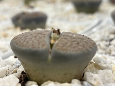 Kad sukulenti cvjetaju?