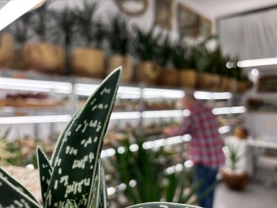 Kad sukulenti cvjetaju?