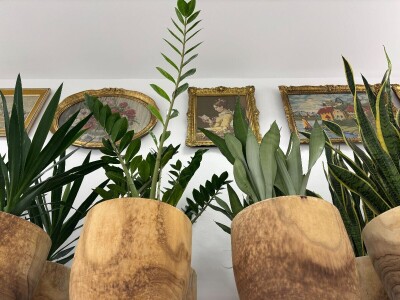 Kad sukulenti cvjetaju?