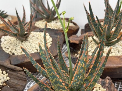 Kad sukulenti cvjetaju?