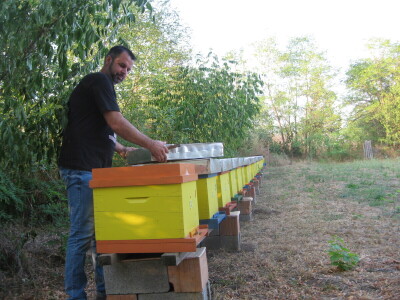 Kada bi i komšijske livade bile zasejane facelijom - izvrsnom za pčele