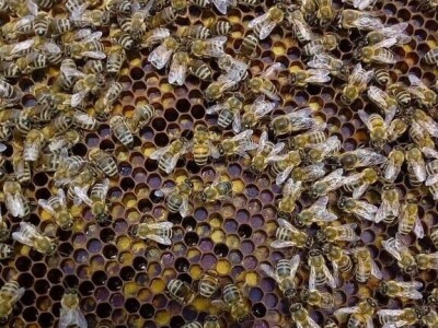 Kada bi i komšijske livade bile zasejane facelijom - izvrsnom za pčele