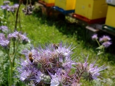 Kada bi i komšijske livade bile zasejane facelijom - izvrsnom za pčele