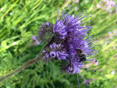Kada bi i komšijske livade bile zasejane facelijom - izvrsnom za pčele