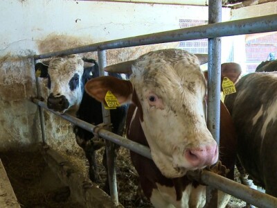 Kada se tov junadi isplati?