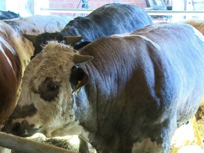 Kada se tov junadi isplati?