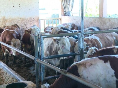 Kada se tov junadi isplati?