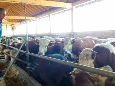 Kada se tov junadi isplati?