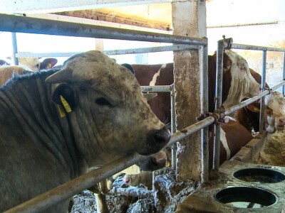 Kada se tov junadi isplati?