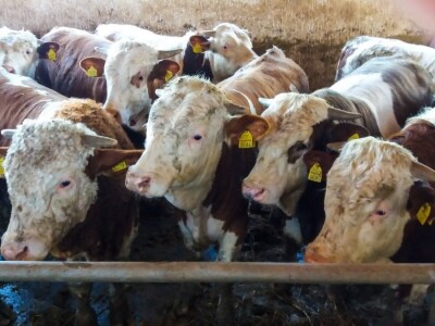 Kada se tov junadi isplati?