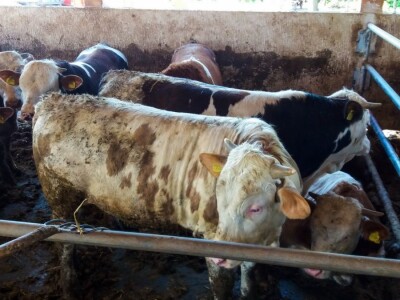 Kada se tov junadi isplati?